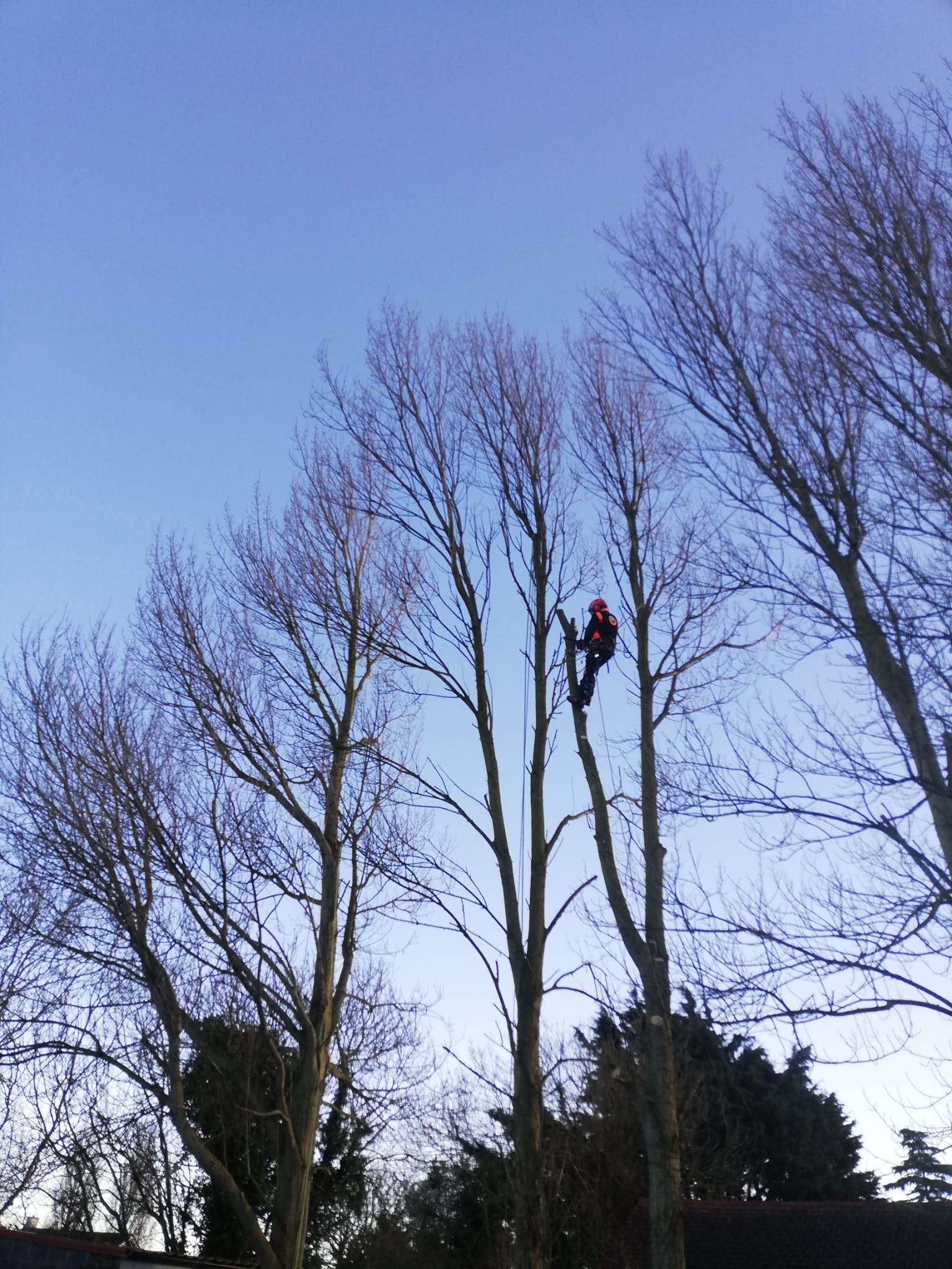Arborist working high in a tree